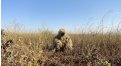 Маскировочный халат Taganrog Друид – купить по цене 3500 руб. в интернет-магазине в городе Саранск картинка 17